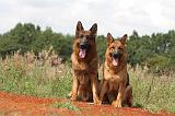 BERGER ALLEMAND 390